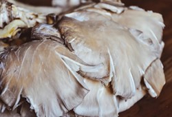 Şifa deposu ama kimse bilmiyor: Bağışıklığı destekliyor, yetiştirmesi çok kolay