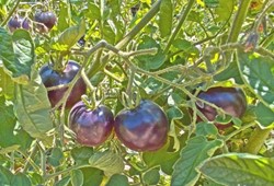 Tarımda yeni dönem: Mor domates satışa sunuldu