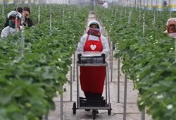 Tarımda devrim gibi hamle: Topraksız üretimle 7 ülkeye ihracat