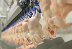 Türkiye'nin en büyük tavuk firmasında bakteri alarmı: Tavuk skandalı patladı!