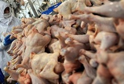 Türkiye’nin ünlü tavuk markasında zehirlenme alarmı: Herkes birer birer fenalaştı