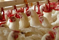 Ünlü tavuk markası iflas sonrası satışa çıkarıldı