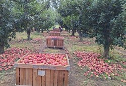 Üretici toplamadan bırakıyor: Elmanın market fiyatı bakın kaça çıkıyor