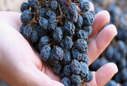 Üzümümüz İngiltere'de manşet oldu.. Ama tarım zehri nedeniyle!