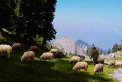 Hayvancılıkta yeni dönem: Yurt dışından çoban getirilecek