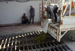 yesil-altinda-dev-hasat-20-gunde-80-bin-lira-kazandiriyor.jpg
