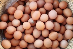 Yumurta piyasasında sessiz dönüşüm: Kahverengi yumurtalar raflardan çekiliyor