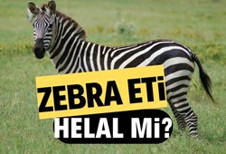 Zebra eti helal mi? Zebra eti yemek caiz mi?