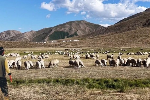 150 Bin TL Maaş Veriliyor Ama Çalışacak Çoban Bulunamıyor!