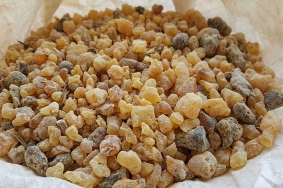 20 metrelik ağaçlara tırmanıp tek tek topluyorlar: Kilosu 10 bin lira