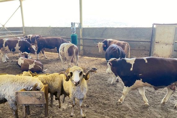 2026 Kurbanlık fiyatları cep yakıyor mu? Büyükbaş ve küçükbaşta ilk rakamlar geldi...