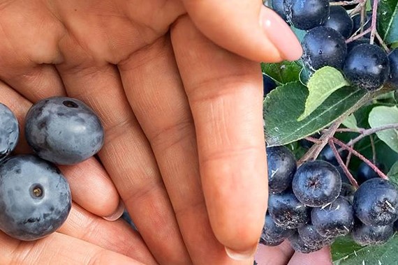 Aronya ile Yaban Mersini Aynı mı? Aralarındaki Farklar ve Faydaları Neler?