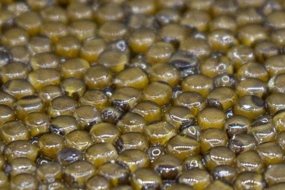 Dünyanın en pahalı lezzetlerinden biri artık Türkiye’den çıkacak
