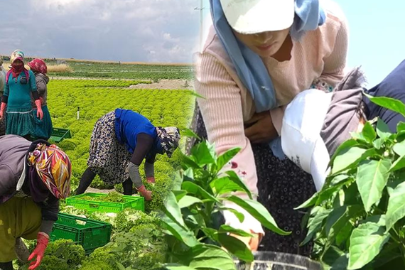 TÜİK Açıkladı: Tarım İşçisi Maaşları Bir Yılda Yüzde 42 Arttı! İşte Günlük ve Aylık Yeni Ücretler