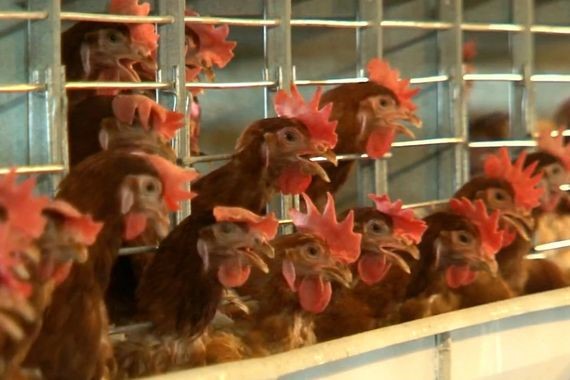 bakanlik-tavuklarin-alanini-daraltti-tavuklar-daha-kucuk-alanda-yumurtlayacak.jpg