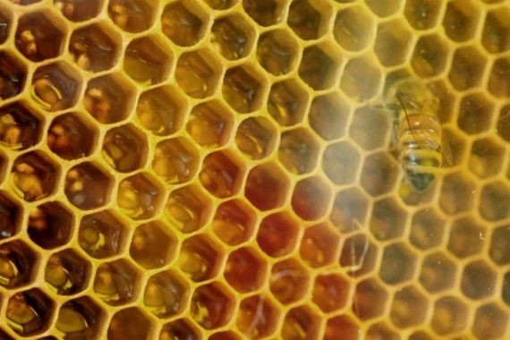 Bal üretiminde yeni dönem: Petek düzenlemesi yürürlüğe giriyor