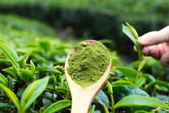 Bazı matcha çaylarında yüksek alüminyum tespit edildi