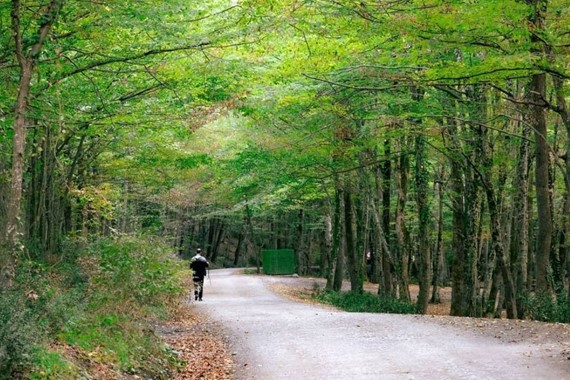 Belgrad Ormanında Mangal Yakmak Yasak mı? Belgrad Ormanında Piknik Yapılır mı?