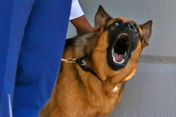 bidenin-kopegi-kimleri-isirdi.jpg