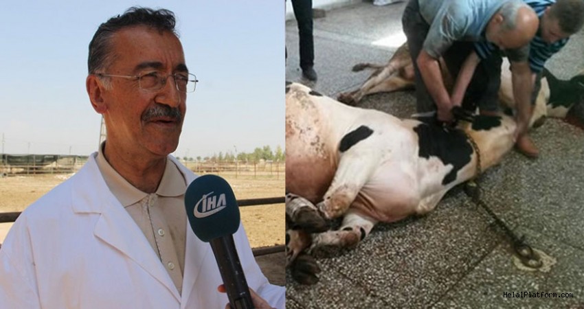 bilim-ispatladi-besmele-ile-kesilen-hayvanlar-aci-cekmiyor.jpg