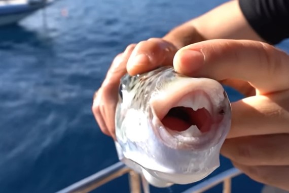 Bu balığı yiyen 3 kişi zehirlendi: İlk belirti dudak uyuşması oldu