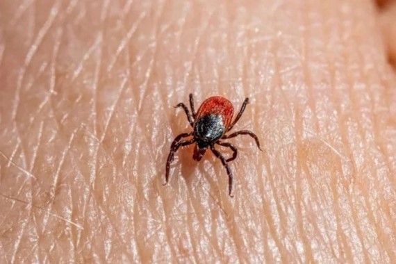 bu-ilde-disari-cikanlar-dikkat-kenelerde-virus-tespit-edildi.jpg