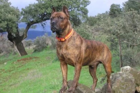 Bu köpekleri besleyenlere yılda 607 bin TL: Her köpek için ayrı ödeme yapılacak