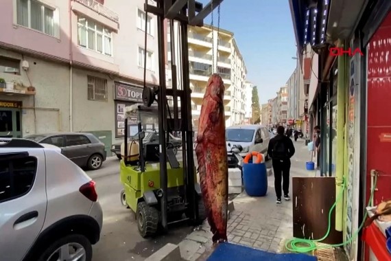 devasa-boyutlara-ulasti-2-metrelik-dev-kilosu-450-tlden-satista.jpg