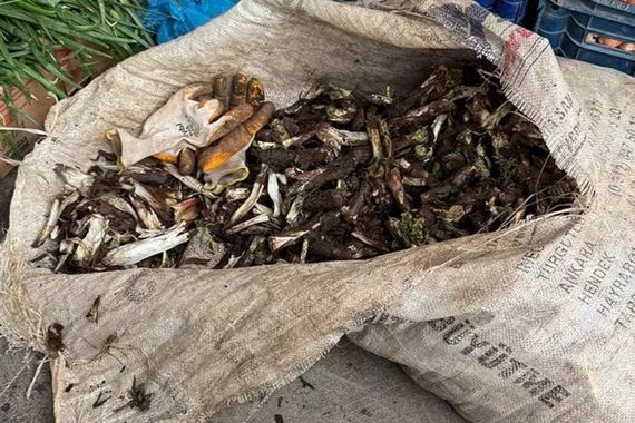 Doğada kendiliğinden yetişiyor: Kilosu 250 liraya alıcı buluyor