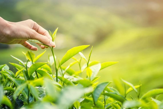 Doğuş Çay, Mayıs Ayı İlk Çay Hasadına Başladı
