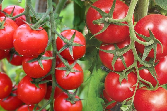 Domates Kilo Aldırır Mı, Diyette Yenir Mi? Gece Domates Yemek Kilo Yapar Mı?