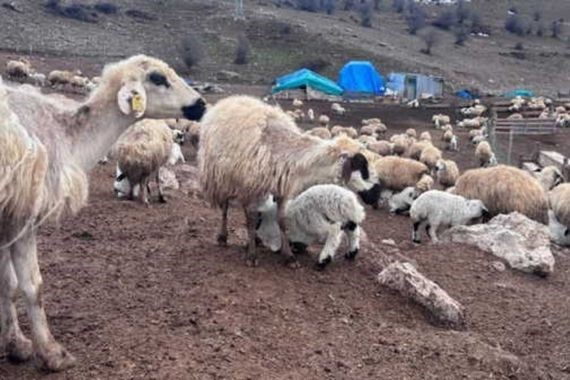 Bu ilde hayvancılık alarm veriyor: Kuzular belirti göstermeden bir anda ölüyor