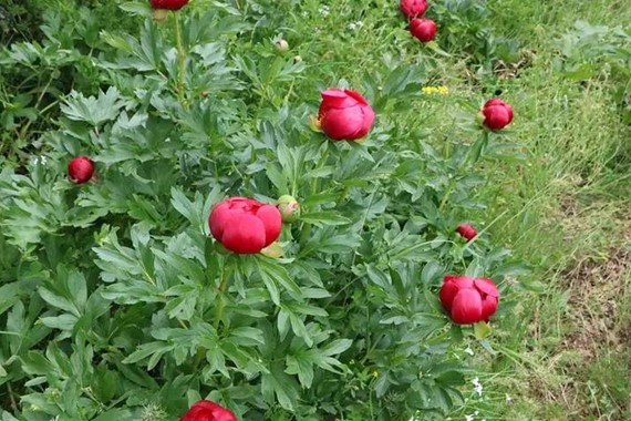 Gül Koparmanın Cezası Dudak Uçuklattı: Tek Bir Tanesine 700 Bin TL Ceza!
