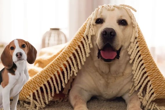 Evde Köpek Beslemek Günah mı? Diyanet Yanıtı ve Mezhep Görüşleri