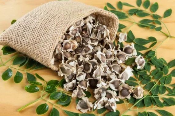 Evlerde arıtma dönemi değişiyor: Tek tohumla 10 litre su temizleniyor