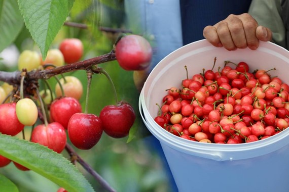 Kiraz Hasreti Bu Sene Bitiyor: 200 Milyon Dolar İhracat Hedefiyle Sezona Girdi!