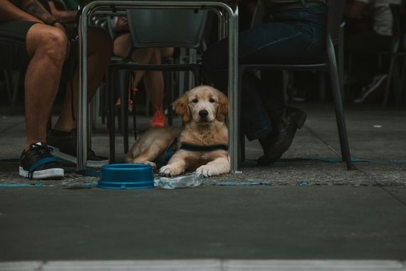 Evcil hayvan sahiplerini ilgilendiriyor: Gıda işletmelerinde yeni dönem