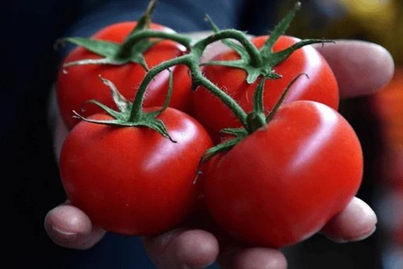 Beş zincir marketten alınan domatesler incelendi: Sonuçlar açıklandı