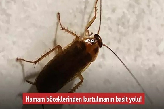 hamam-boceklerine-dunyayi-dar-eden-yontem-meger-cozum-buymus.jpg