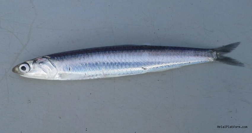 hapla-saglik-olmaz.png