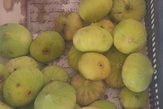 incir-kasasinin-altindan-kuran-sayfasi-cikti.jpg