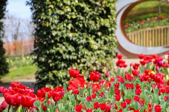 İstanbul’da Görsel Şölen Başlıyor! Lale Bayramı İçin Geri Sayım...