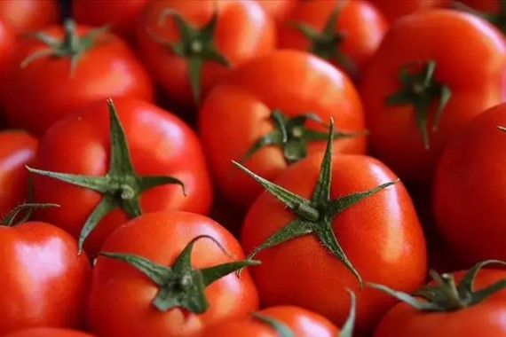 kahvaltinin-vazgecilmezi-sifa-degil-zehirmis-domates-yerken-2-kez-dusunun.jpg
