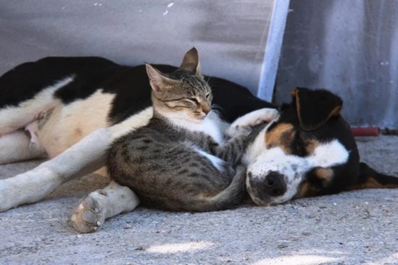 Kedi ve köpeklerde yeni dönem: Akraba çiftleşmesine yasak geldi
