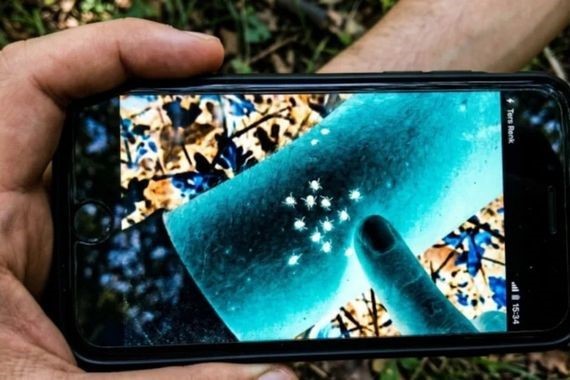 Keneleri tespit etmek kolaylaştı: Telefonda bu modu açmanız yeterli