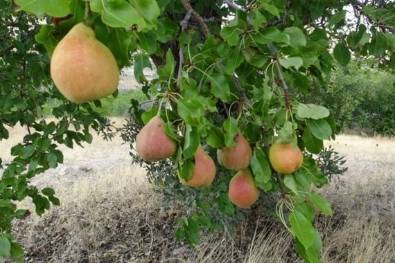 Kilosu 50 TL’den peynir ekmek gibi satıyor: Taleplere yetişemiyorlar