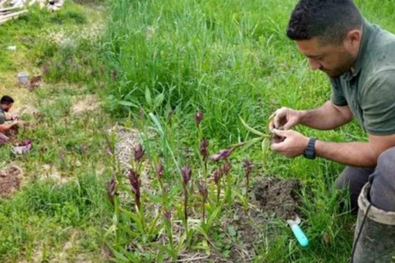 Koparan Yandı, Tarlasına Eken Köşeyi Döndü: Kilosu 13 Bin Liradan Satılıyor!