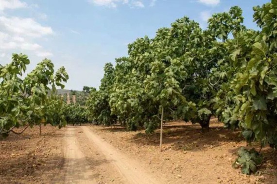 Kraliyet ailesinin sofrasına gidiyor ama tarlada para etmiyor: Fiyatı bir anda çakıldı