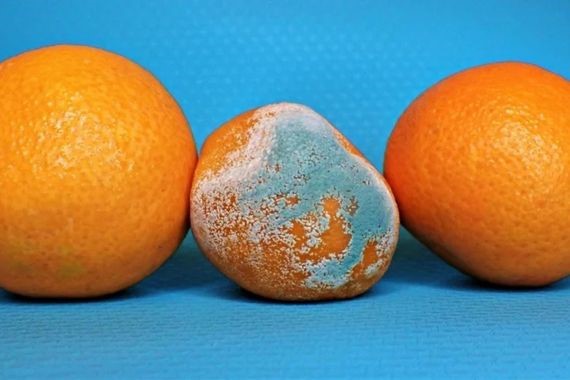 Küflü gıdalarda kritik rehber: Hangisi yenir, hangisi yenmez?