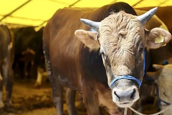 Güvenli Kurban Kesimi Nasıl Yapılır? İşin Uzmanına Bırakmanın 5 Önemli Nedeni